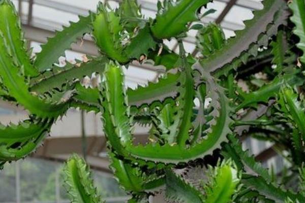 霸王鞭的盆栽养殖方法，夏季需适当遮荫