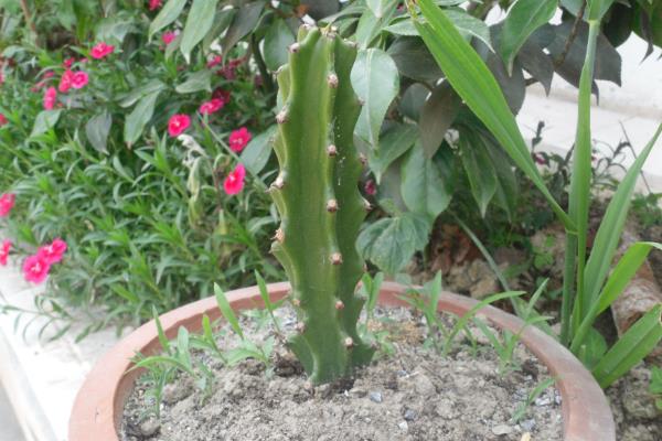 霸王鞭的盆栽养殖方法，夏季需适当遮荫