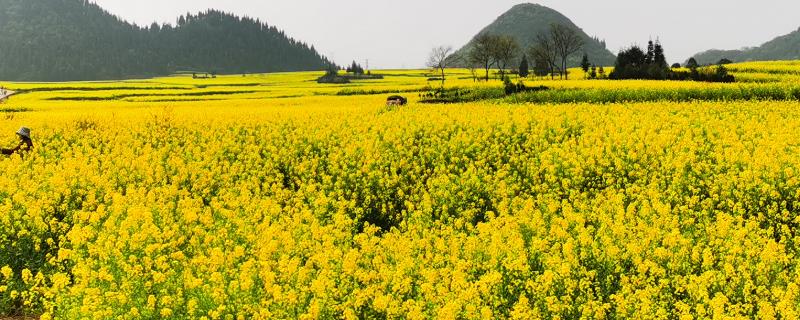 油菜花什么时候开花，一般在3-4月份开放