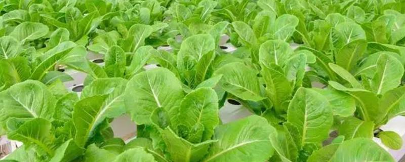 种植玉兰菜的方法，浸泡种子后再播入微酸性土壤中