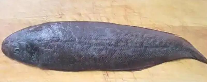 鳎目鱼和龙利鱼是一样的吗，二者是同一种鱼