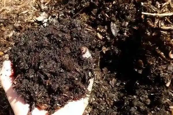 蓝色鸢尾花是哪个国家的国花，是法国的国花