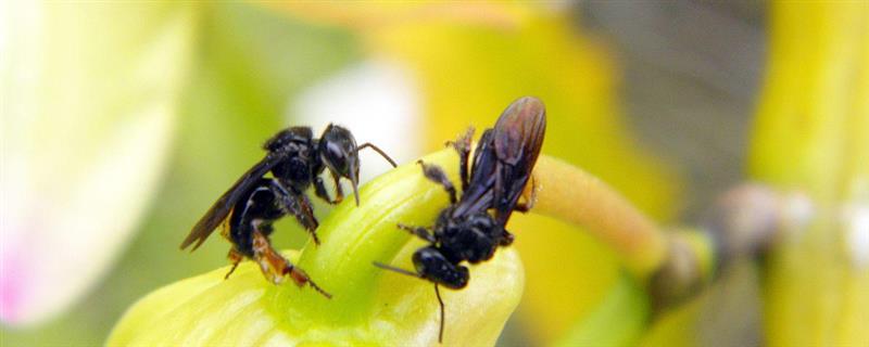 哪种黑蜂比虎头蜂还大，熊蜂、木蜂的体型均大于虎头蜂