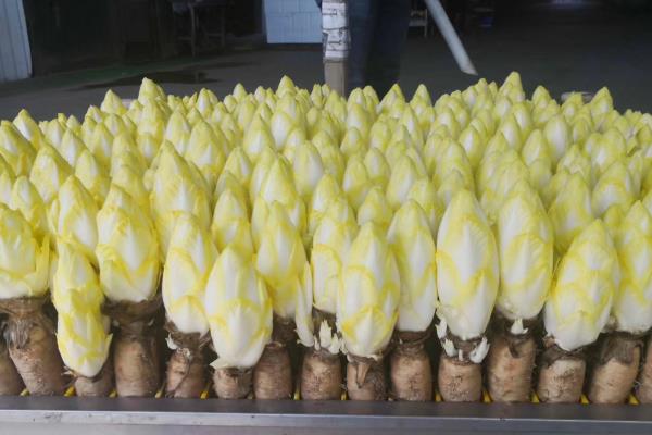 种植玉兰菜的方法，浸泡种子后再播入微酸性土壤中