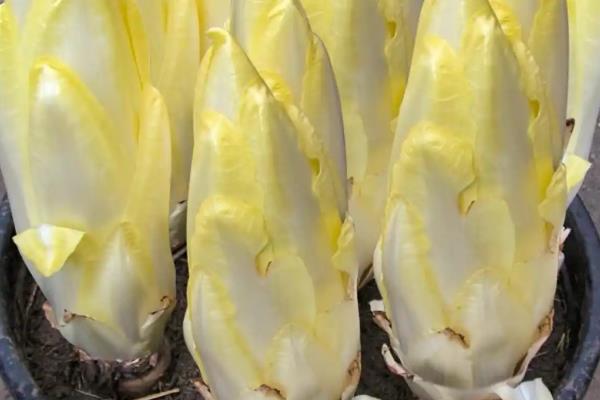 种植玉兰菜的方法，浸泡种子后再播入微酸性土壤中