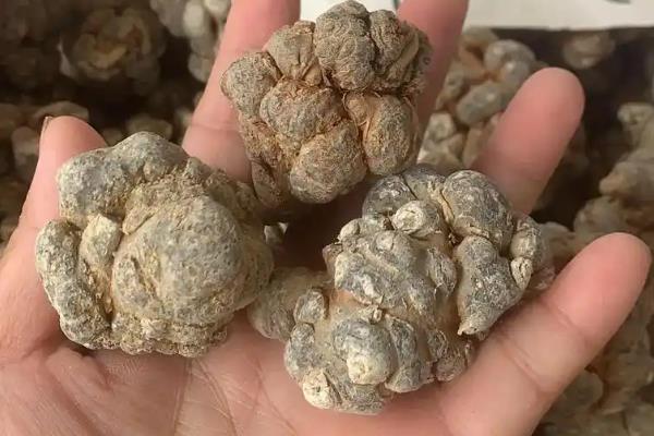 假三七的特点，呈椭圆形状且体积较大