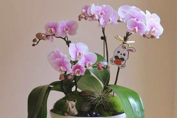 蝴蝶兰花期养护方法，每隔3天左右浇一次水