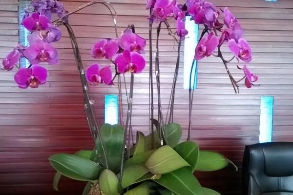 蝴蝶兰花期养护方法，每隔3天左右浇一次水
