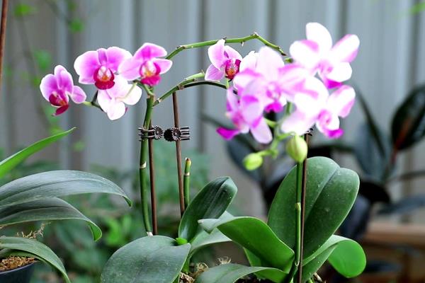 蝴蝶兰花期养护方法，每隔3天左右浇一次水