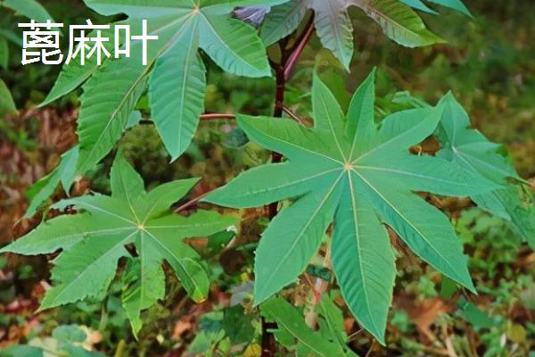 吃什么草羊会中毒，吃了霜打的蓖麻叶以及蓖麻茎会中毒