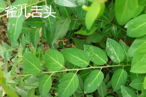吃什么草羊会中毒，吃了霜打的蓖麻叶以及蓖麻茎会中毒