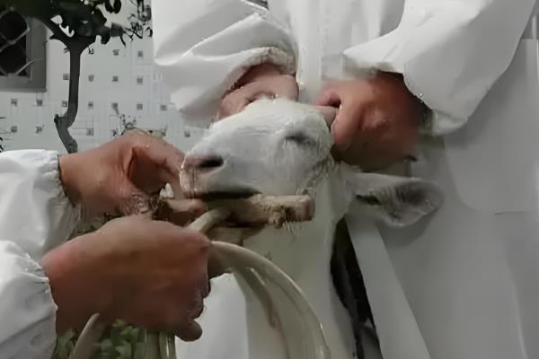 吃什么草羊会中毒，吃了霜打的蓖麻叶以及蓖麻茎会中毒