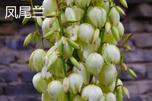 凤尾兰和剑麻有什么区别，高度、叶片和花朵均不同