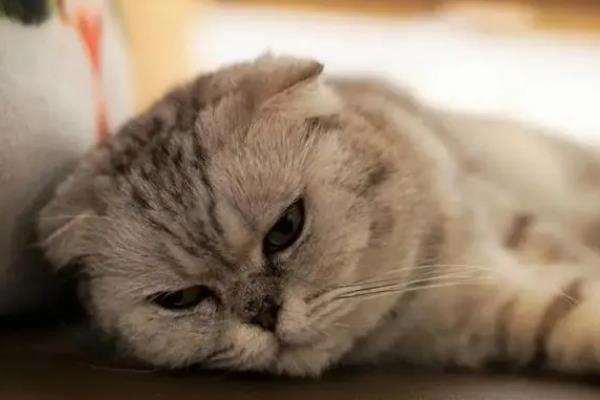 猫呕吐怎么诊断，根据用药史、呕吐持续时间、口腔状态等方面做判断