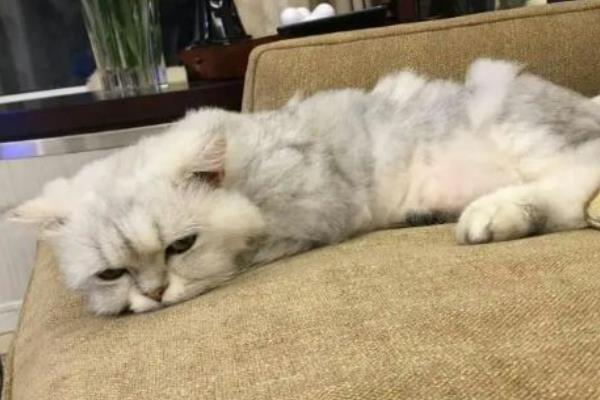 猫呕吐怎么诊断，根据用药史、呕吐持续时间、口腔状态等方面做判断