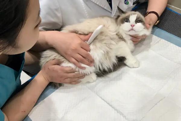 猫呕吐怎么诊断，根据用药史、呕吐持续时间、口腔状态等方面做判断