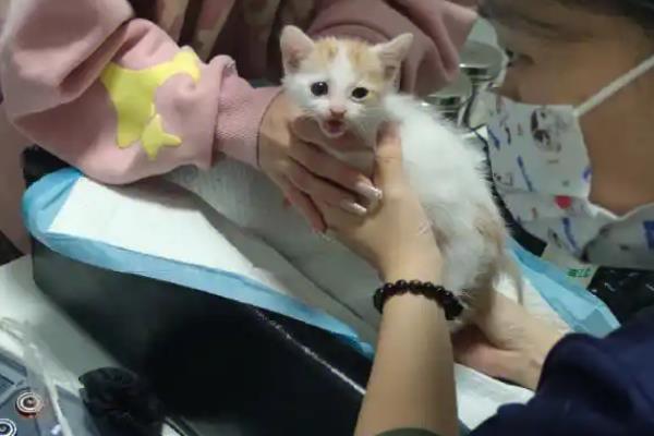 猫呕吐怎么诊断，根据用药史、呕吐持续时间、口腔状态等方面做判断