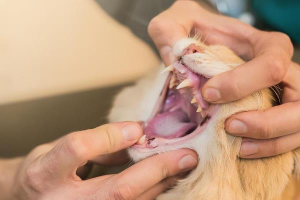 猫呕吐怎么诊断，根据用药史、呕吐持续时间、口腔状态等方面做判断