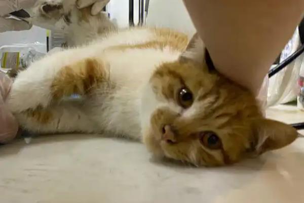 猫呕吐怎么诊断，根据用药史、呕吐持续时间、口腔状态等方面做判断