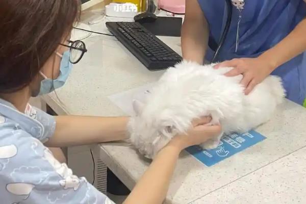 猫呕吐怎么诊断，根据用药史、呕吐持续时间、口腔状态等方面做判断