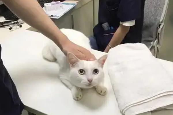 猫呕吐怎么诊断，根据用药史、呕吐持续时间、口腔状态等方面做判断