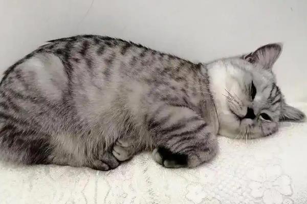 猫呕吐怎么诊断，根据用药史、呕吐持续时间、口腔状态等方面做判断