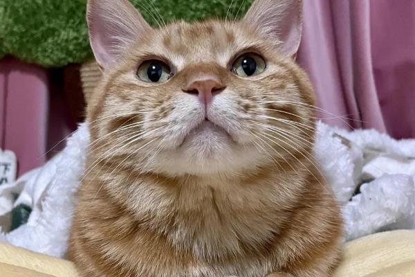 猫呕吐怎么诊断，根据用药史、呕吐持续时间、口腔状态等方面做判断