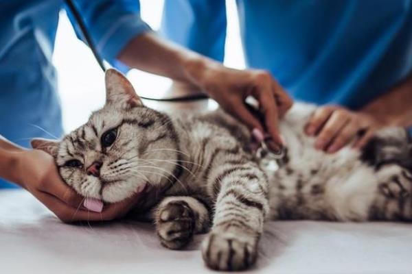 猫呕吐怎么诊断，根据用药史、呕吐持续时间、口腔状态等方面做判断