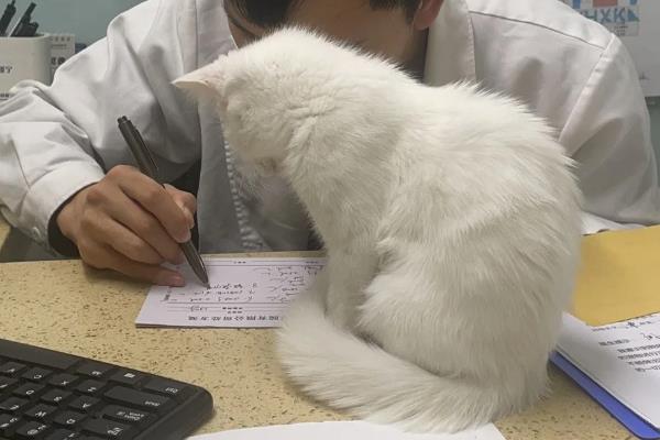 猫呕吐怎么诊断，根据用药史、呕吐持续时间、口腔状态等方面做判断