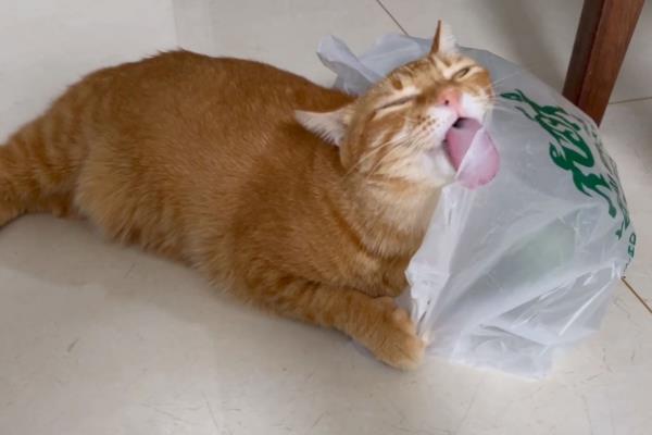 猫呕吐怎么诊断，根据用药史、呕吐持续时间、口腔状态等方面做判断