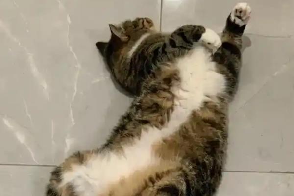猫咪神经炎有什么症状，患上脑神经炎具有抽搐、摇头、肌肉痉挛等表现