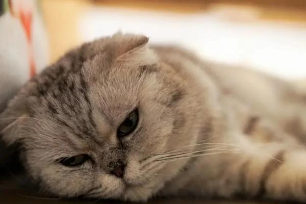 猫咪神经炎有什么症状，患上脑神经炎具有抽搐、摇头、肌肉痉挛等表现