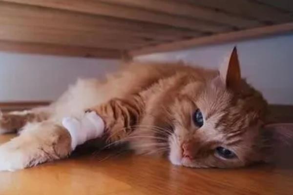 猫咪神经炎有什么症状，患上脑神经炎具有抽搐、摇头、肌肉痉挛等表现