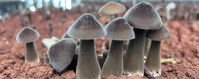 黑皮鸡枞菌的种植技术，温度控制在26-28℃为宜