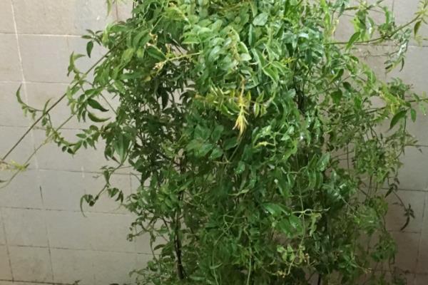 多花素馨只长枝不开花的原因，一般是缺少营养、浇水不当等因素造成
