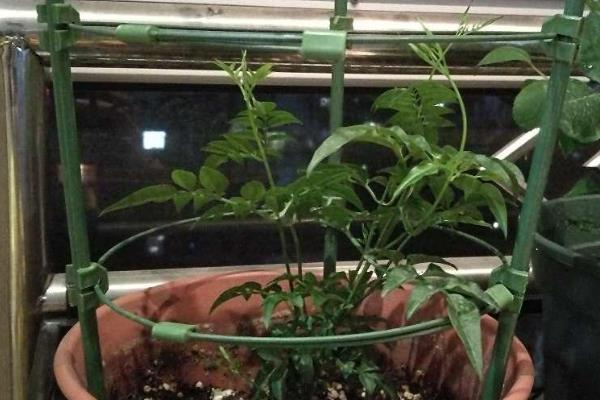 多花素馨只长枝不开花的原因，一般是缺少营养、浇水不当等因素造成