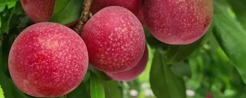什么是樱桃李，是传统李子和樱桃结合的产物