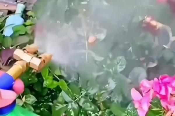 松雪梅的养殖方法，需要每隔1-2年更盆换土一次