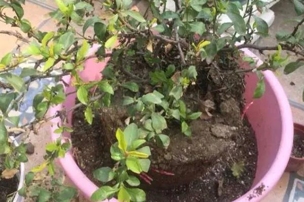 松雪梅的养殖方法，需要每隔1-2年更盆换土一次