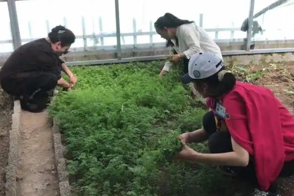 胡萝卜为什么会裂根，水分供应不均、偏施氮肥等因素会导致根茎开裂