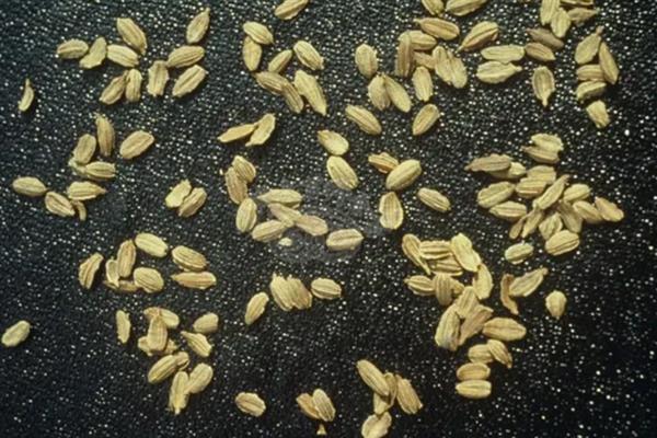 胡萝卜为什么会裂根，水分供应不均、偏施氮肥等因素会导致根茎开裂