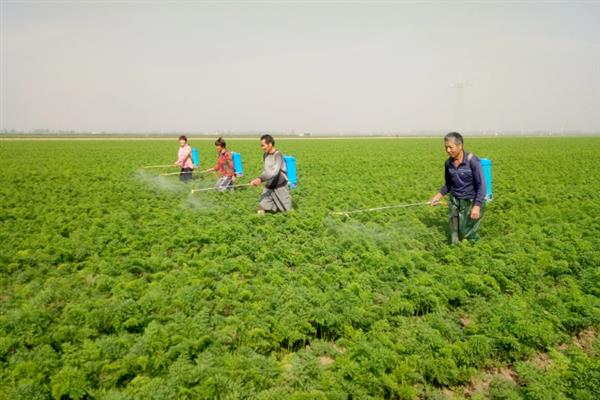 胡萝卜为什么会裂根，水分供应不均、偏施氮肥等因素会导致根茎开裂