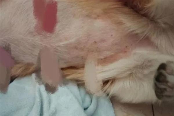 狗狗身上为什么起红疙瘩，湿疹、病菌感染、寄生虫叮咬均会造成