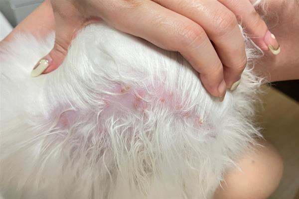 狗狗身上为什么起红疙瘩，湿疹、病菌感染、寄生虫叮咬均会造成