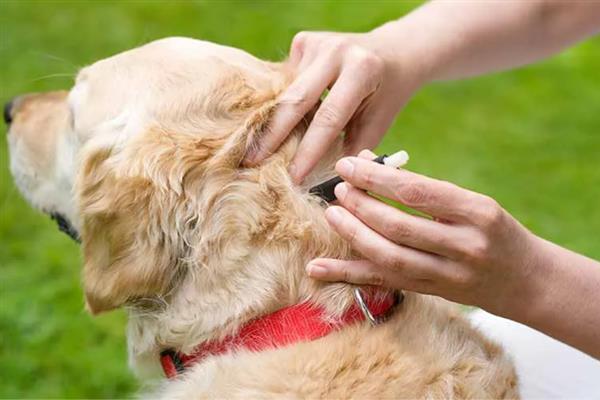 狗狗身上为什么起红疙瘩，湿疹、病菌感染、寄生虫叮咬均会造成