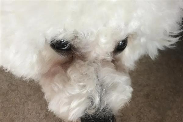 狗狗身上为什么起红疙瘩，湿疹、病菌感染、寄生虫叮咬均会造成