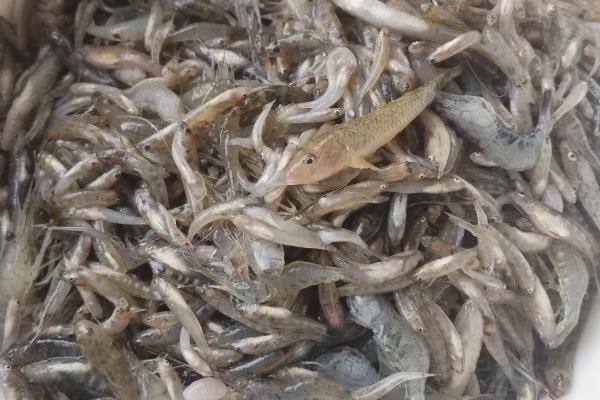 3-4厘米的鳄龟吃哪些食物，龟粮、活饵、肉类、果蔬均可饲喂