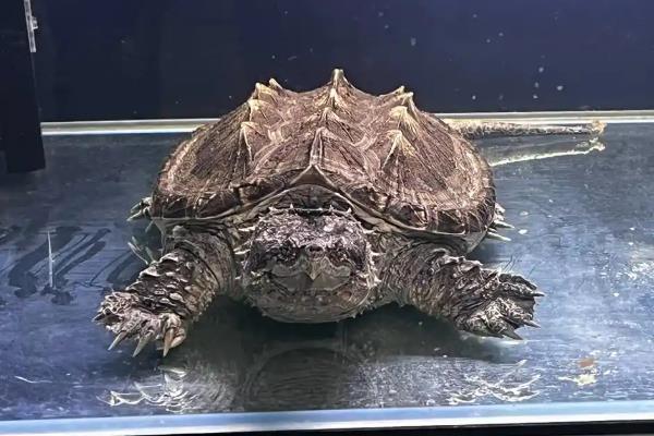 3-4厘米的鳄龟吃哪些食物，龟粮、活饵、肉类、果蔬均可饲喂