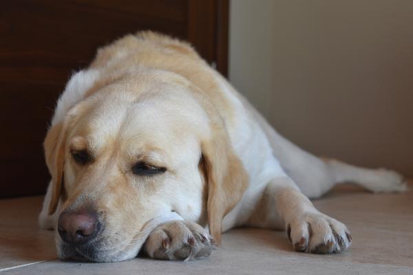 犬瘟能不能治好，及时治疗便能治好