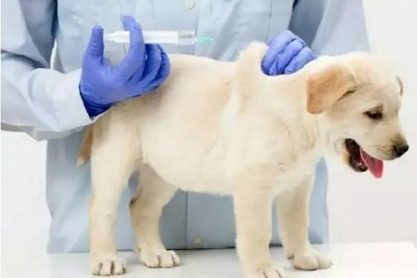 犬瘟能不能治好，及时治疗便能治好